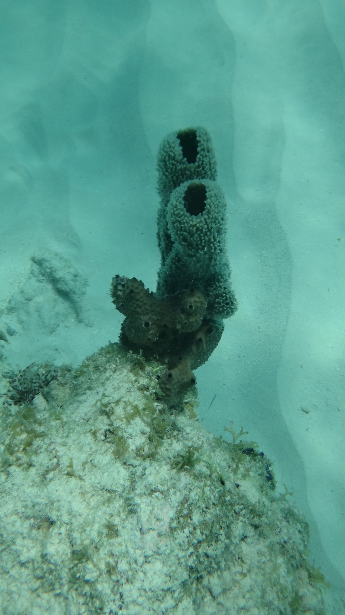 Young corals struggling for their place