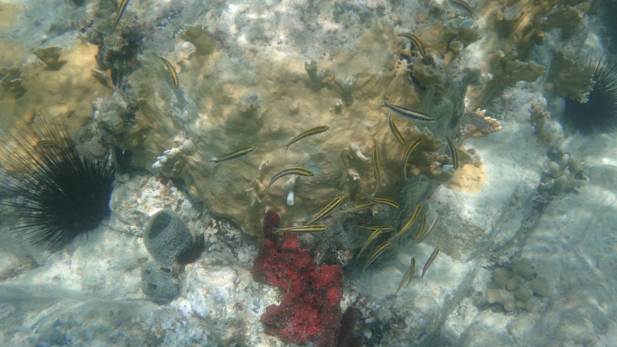 Virgin Island Corals